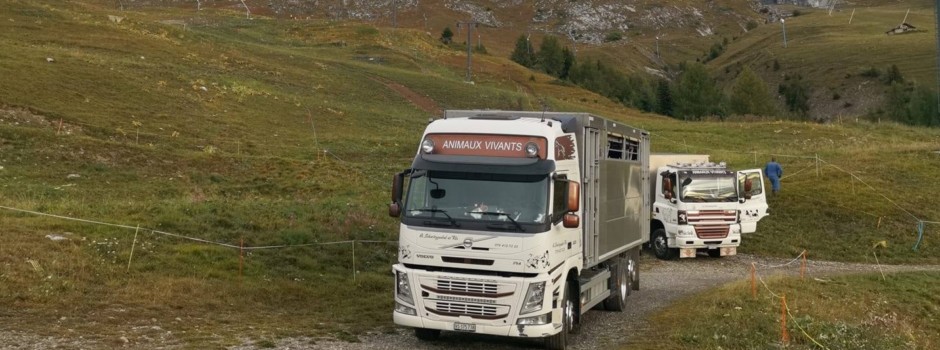 Camions6.jpg